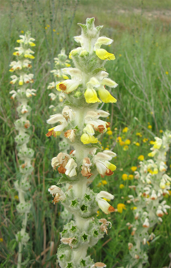 Image of Phlomoides laciniata specimen.