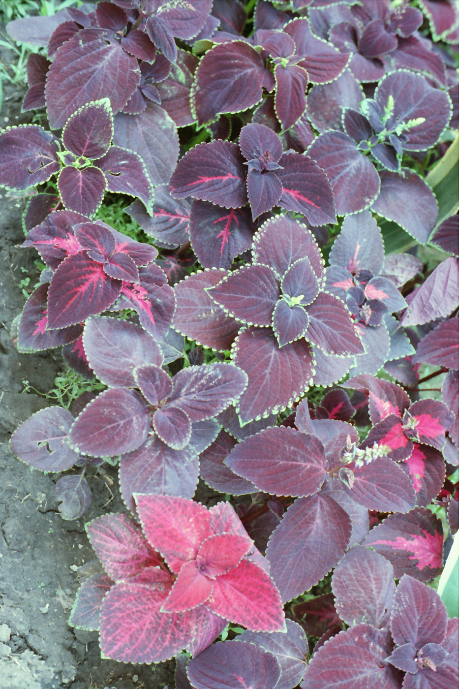 Image of Coleus scutellarioides specimen.