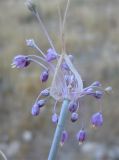 Allium daninianum. Соцветие. Израиль, г. Беэр-Шева, рудеральное местообитание. 05.04.2013.