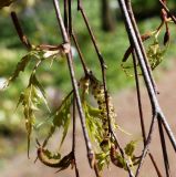 Betula form dalecarlica