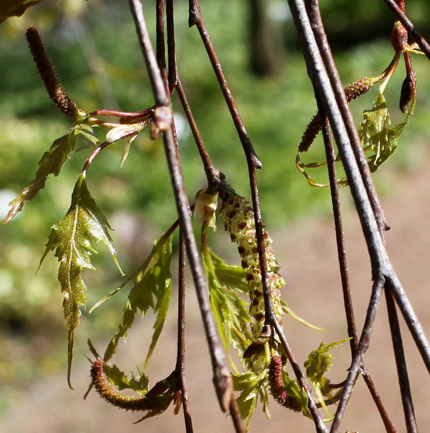 Image of Betula pendula f. dalecarlica specimen.