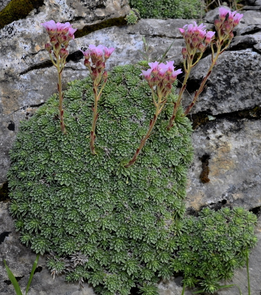 Image of Saxifraga scardica specimen.