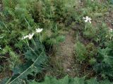 Dianthus tetralepis. Цветущее растение. Узбекистан, Кашкадарьинская обл., низкогорья в окр. Дехканабада, горы Кайпантау. 19.05.2009.