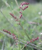 Rumex acetoselloides