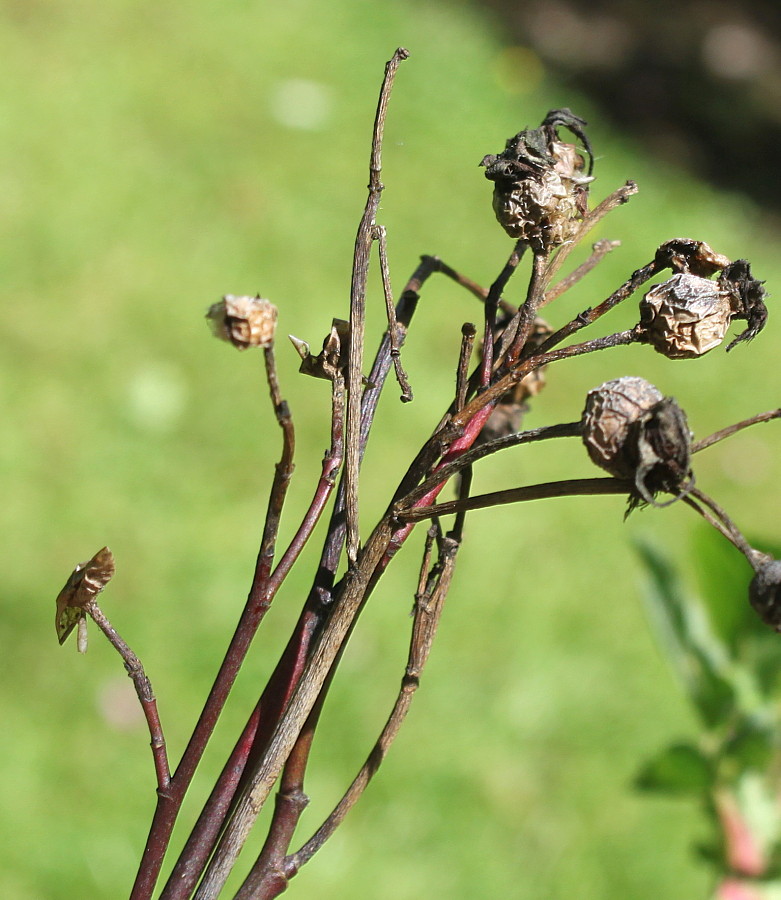Image of Rosa gymnocarpa specimen.