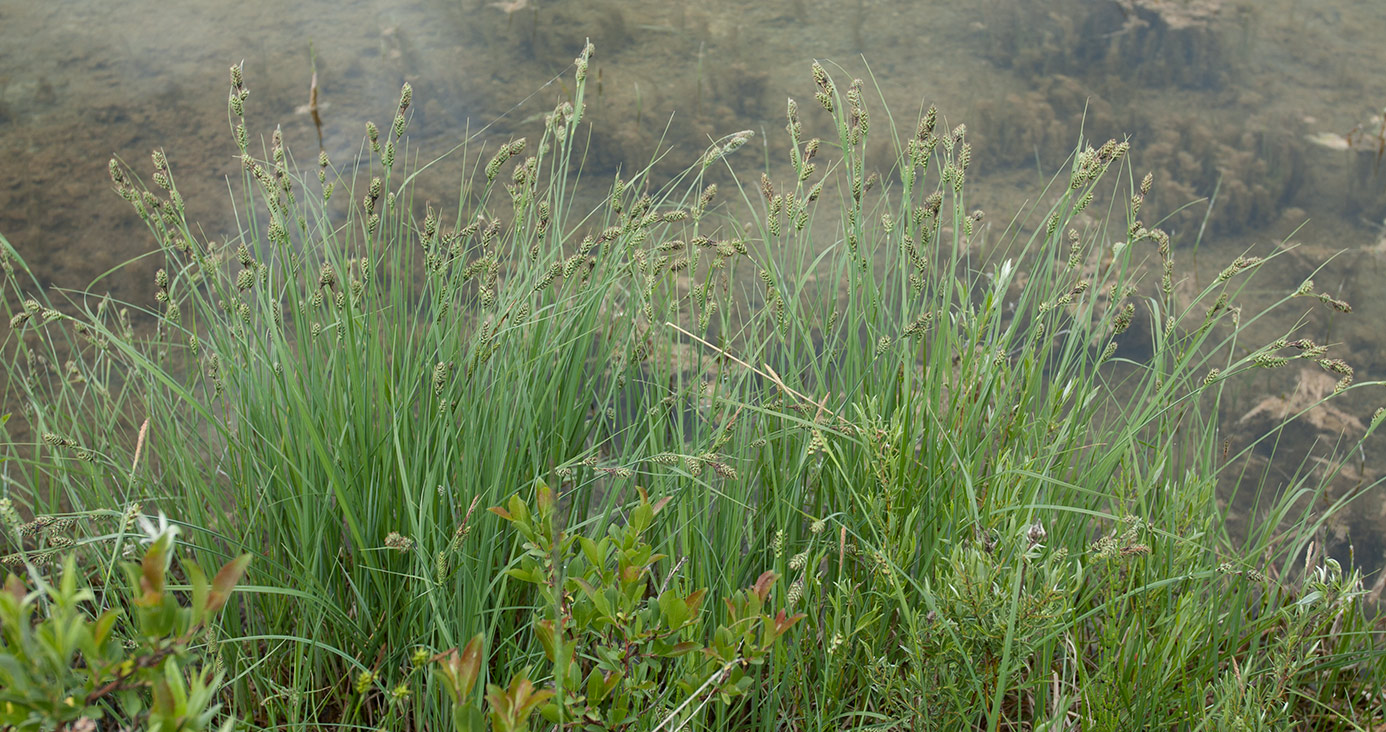 Image of Carex buxbaumii specimen.