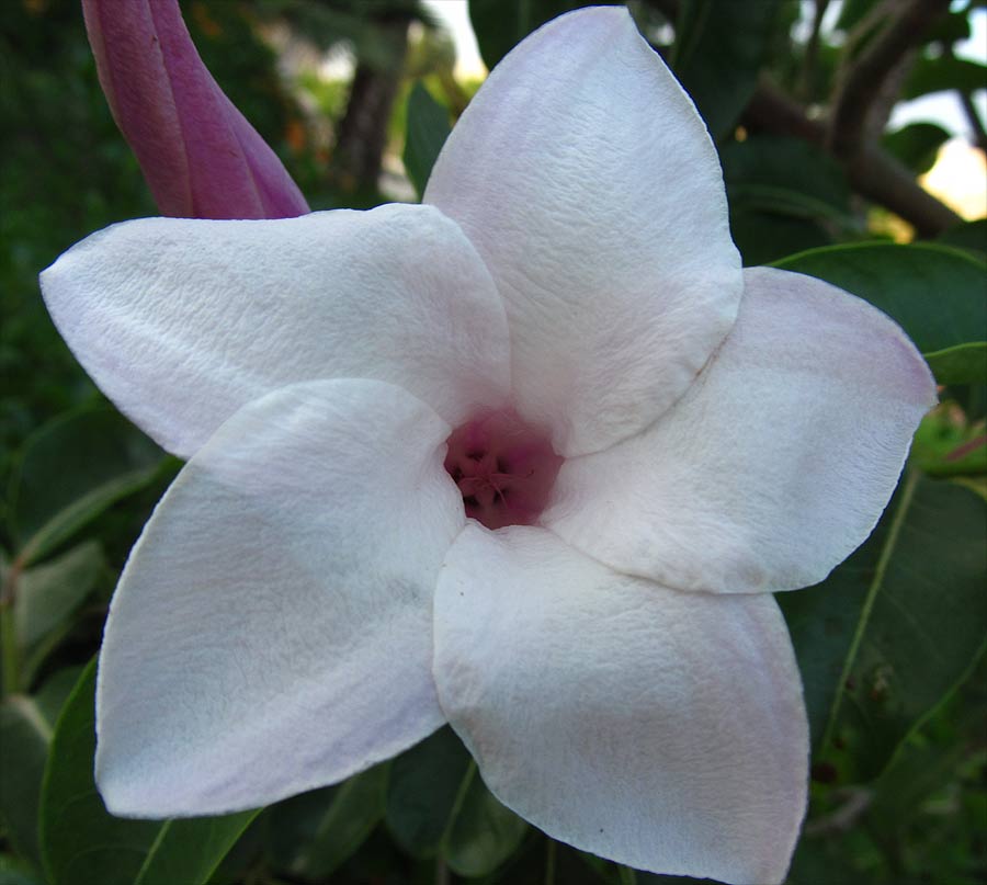 Image of Cryptostegia madagascariensis specimen.