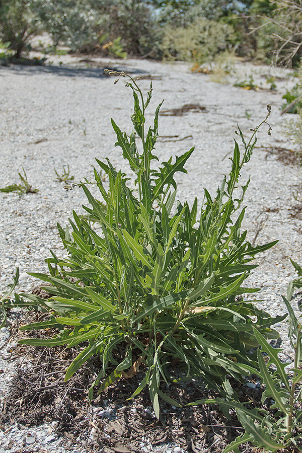 Image of Lactuca tatarica specimen.