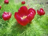 Paeonia tenuifolia