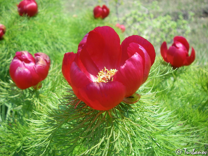 Изображение особи Paeonia tenuifolia.