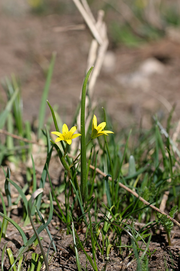 Image of genus Gagea specimen.