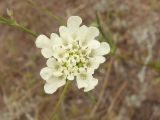 Scabiosa ochroleuca. Соцветие. Украина, Запорожская обл., Мелитопольский р-н, между пгт Мирное и Каменной могилой, возле дороги. 10.08.2013.