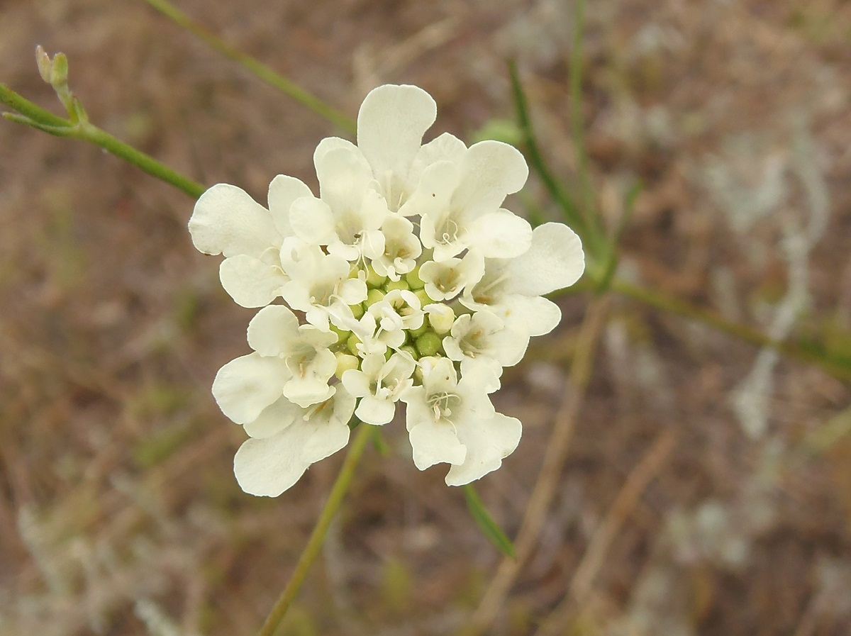 Image of Scabiosa ochroleuca specimen.