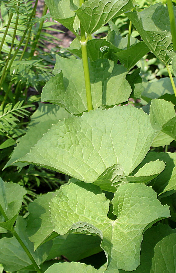 Изображение особи Valeriana alliariifolia.