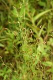 Bulbostylis densa