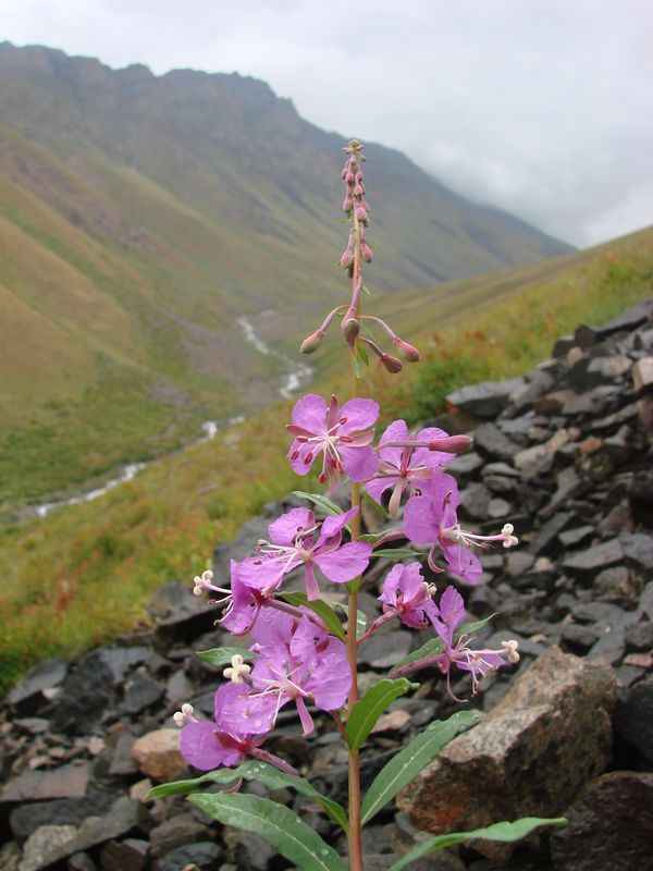 Image of Chamaenerion angustifolium specimen.