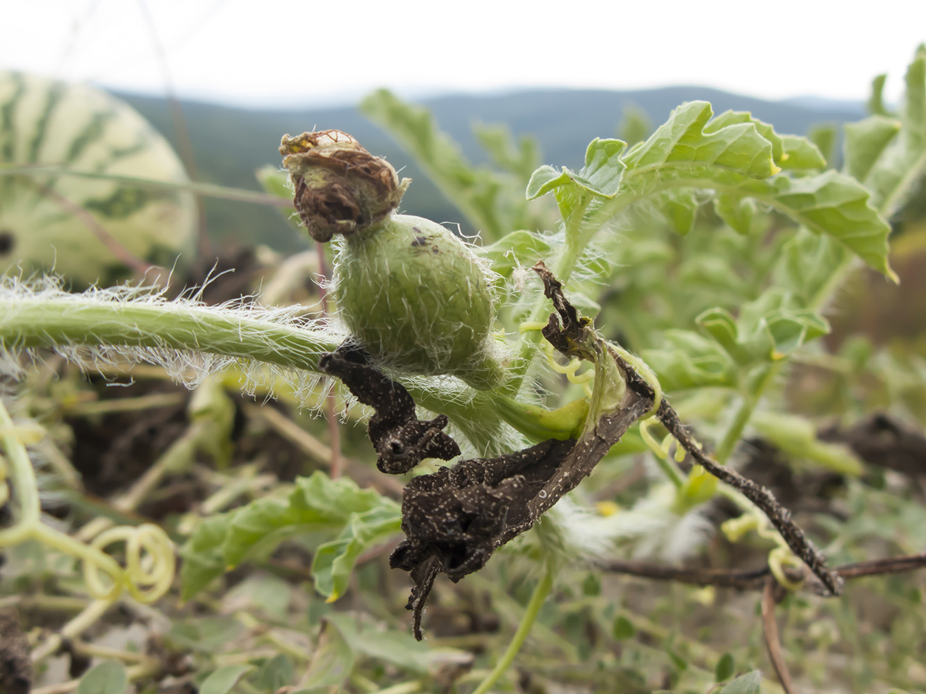 Изображение особи Citrullus lanatus ssp. vulgaris.