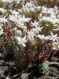 Sedum hispanicum