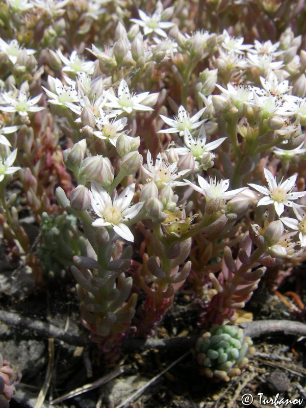 Изображение особи Sedum hispanicum.