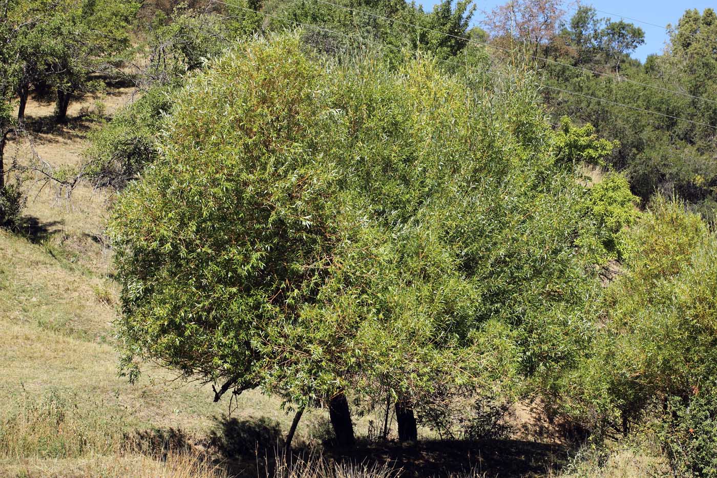 Image of Salix excelsa specimen.