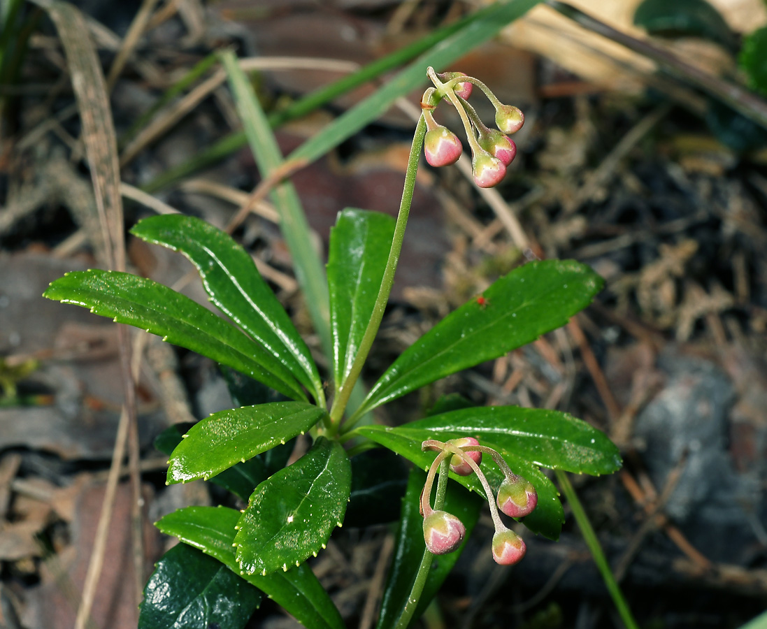 Изображение особи Chimaphila umbellata.