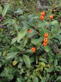 Pyracantha coccinea