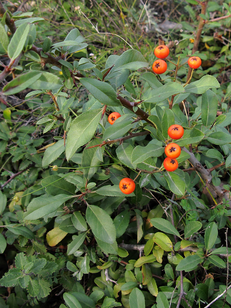 Изображение особи Pyracantha coccinea.