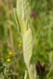 Verbascum thapsus. Часть побега. Ленинградская обл., Гатчинский р-н, окр. пос. Пудость, заросший отвал грунта у дороги близ старого травертинового карьера. 13.07.2013.