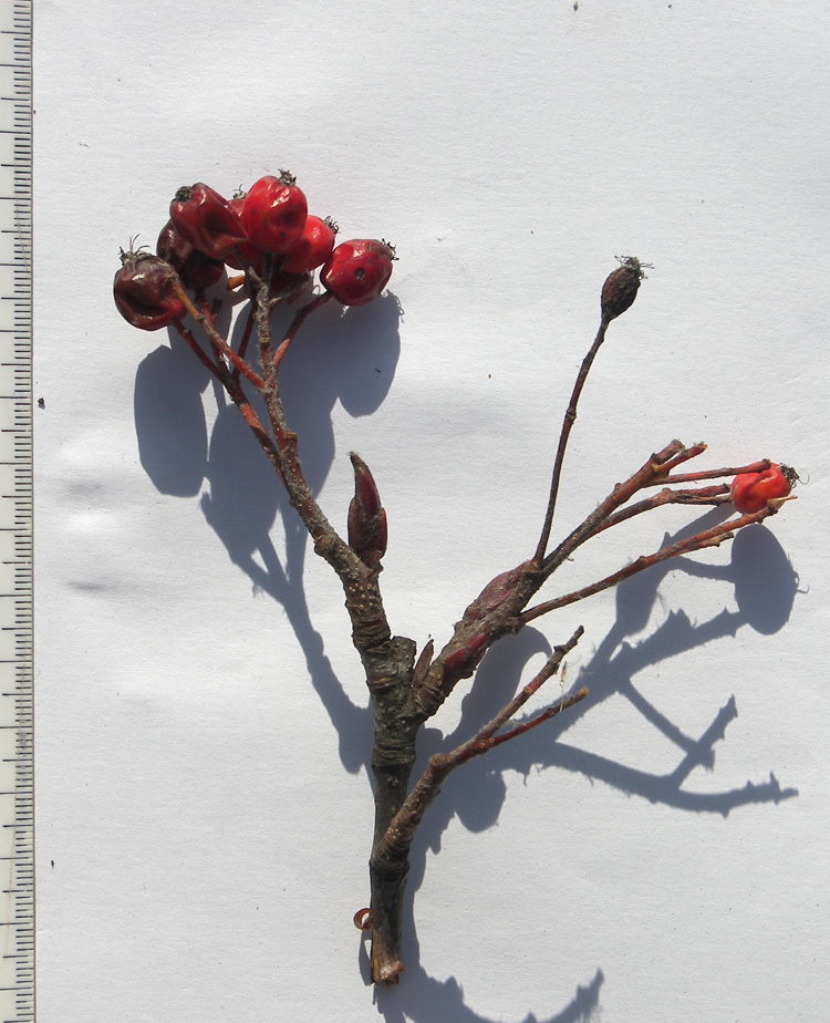 Изображение особи Sorbus caucasica.