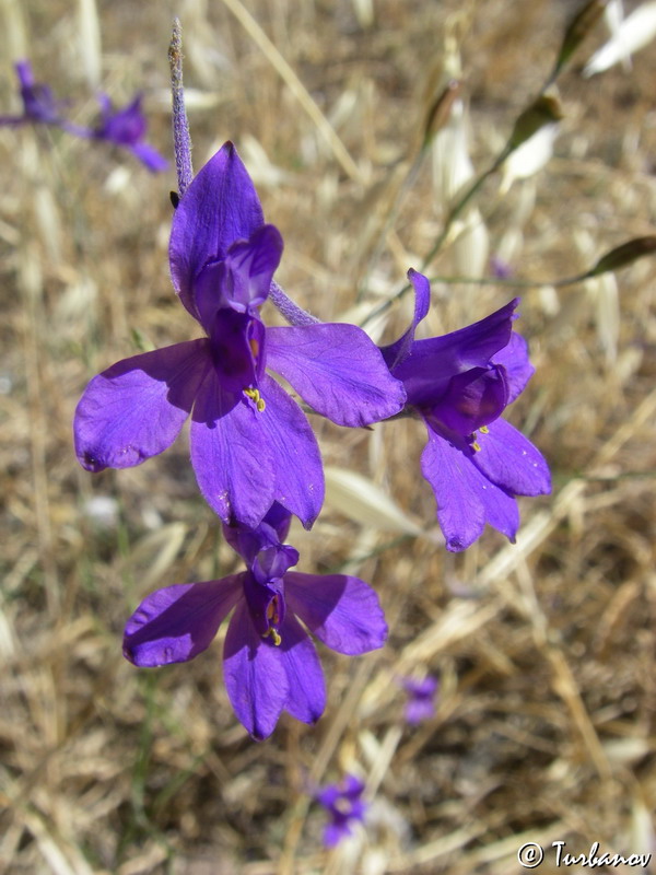 Image of Delphinium divaricatum specimen.