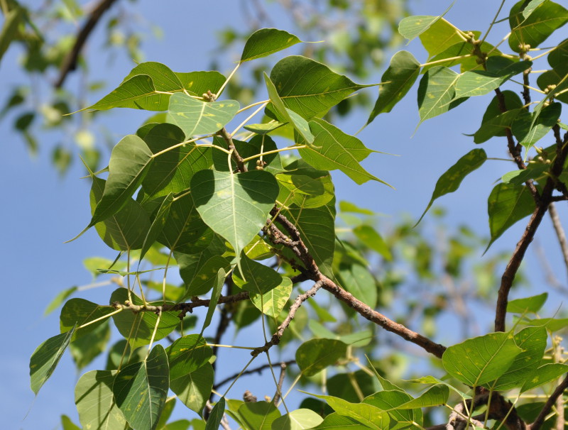 Изображение особи Ficus religiosa.