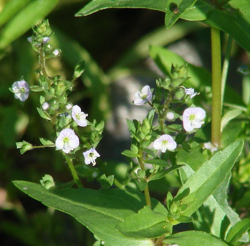 Изображение особи Veronica anagallis-aquatica.