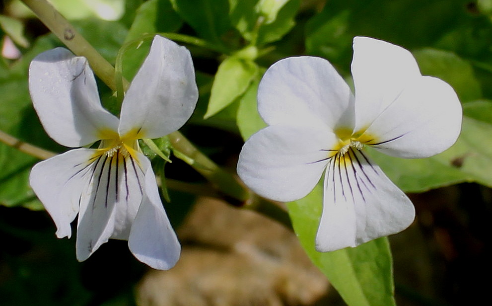 Image of Viola canadensis specimen.