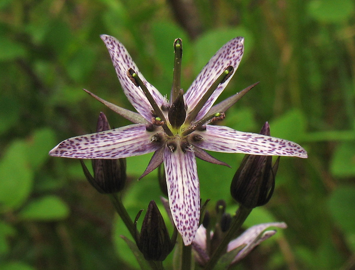 Image of Swertia perennis specimen.