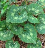 Cyclamen persicum