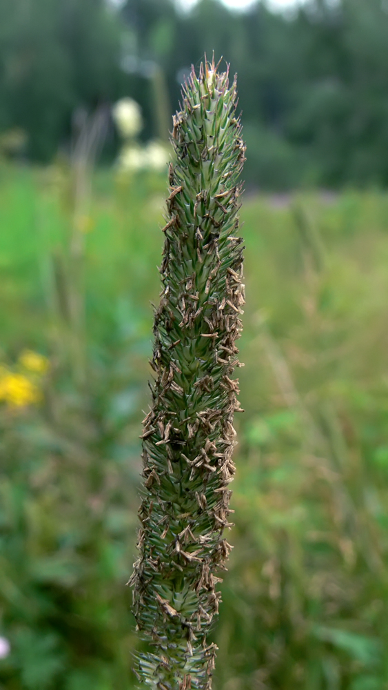 Image of Phleum pratense specimen.