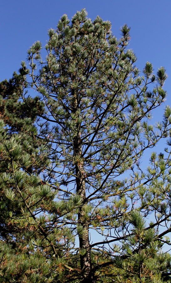 Image of Pinus cembra specimen.