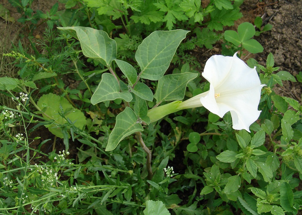 Изображение особи Datura innoxia.