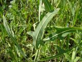 Lactuca tatarica