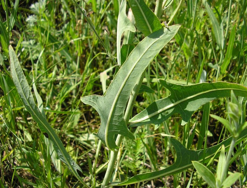 Изображение особи Lactuca tatarica.