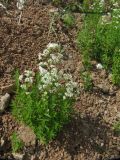 Galium boreale. Цветущее растение на глинисто-каменистом осыпном склоне. Вологодская обл., Великоустюгский р-н, урочище Опоки, правый берег р. Сухона. 06.07.2013.