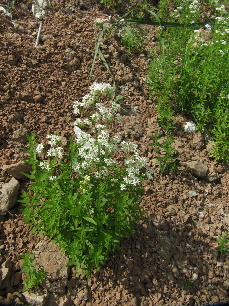 Image of Galium boreale specimen.