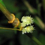 Cuscuta campestris