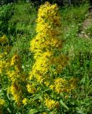 Solidago virgaurea ssp. dahurica