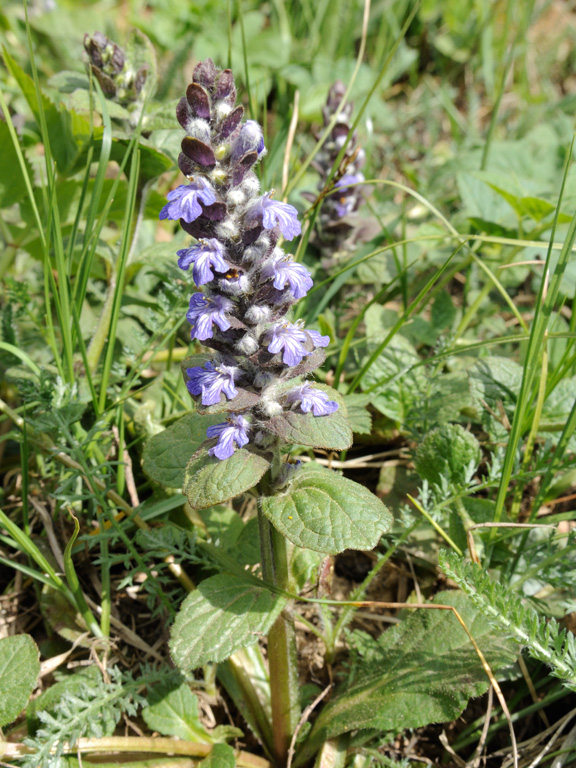 Image of Ajuga reptans specimen.