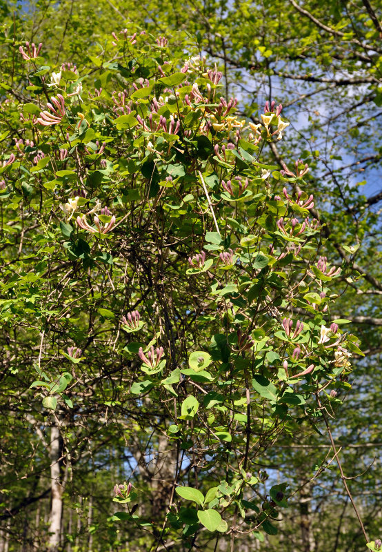 Image of Lonicera caprifolium specimen.