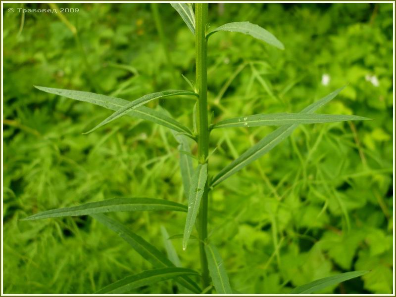 Изображение особи Erysimum cheiranthoides.