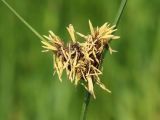 Bolboschoenus planiculmis. Соцветие. Ростовская обл., Неклиновский р-н, Новобессергеневское с/п, побережье Таганрогского зал. 14.05.2014.