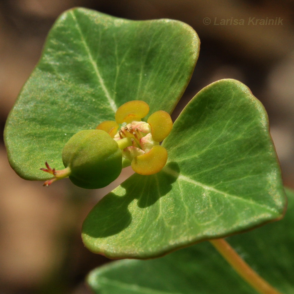 Изображение особи Euphorbia komaroviana.