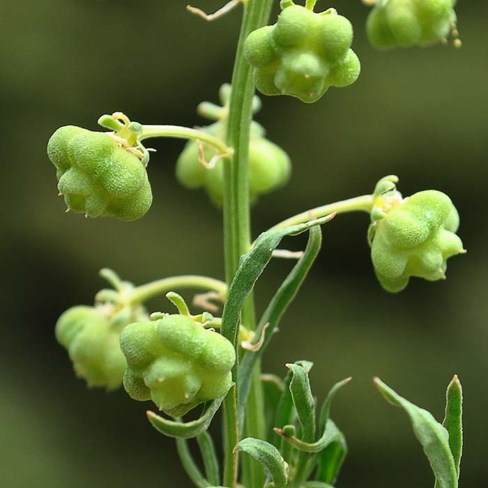 Image of Reseda globulosa specimen.